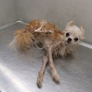 From Isolation to Recovery: Bombom's Progress Over Two Weeks
