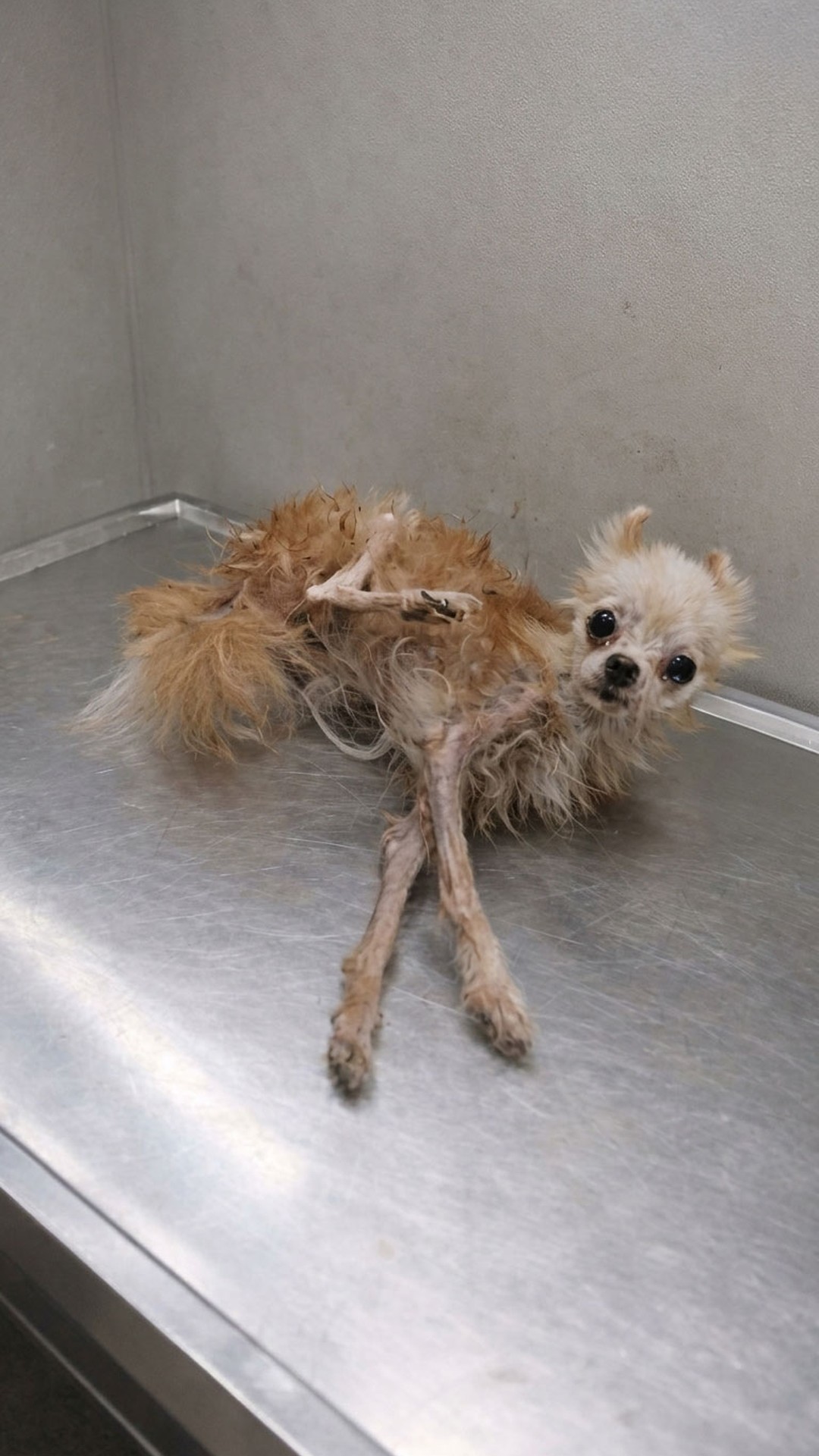 From Isolation to Recovery: Bombom's Progress Over Two Weeks