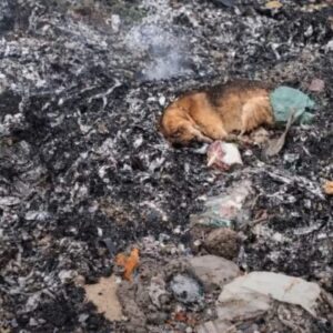 A Dog's Rescue from a Canal Marks a Remarkable Recovery Over Time