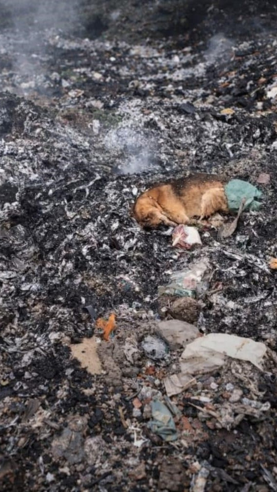 A Dog's Rescue from a Canal Marks a Remarkable Recovery Over Time
