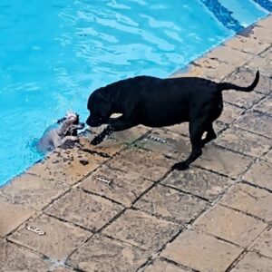 From Drowning to Safety: How a Dog Saved Her Friend in 34 Minutes