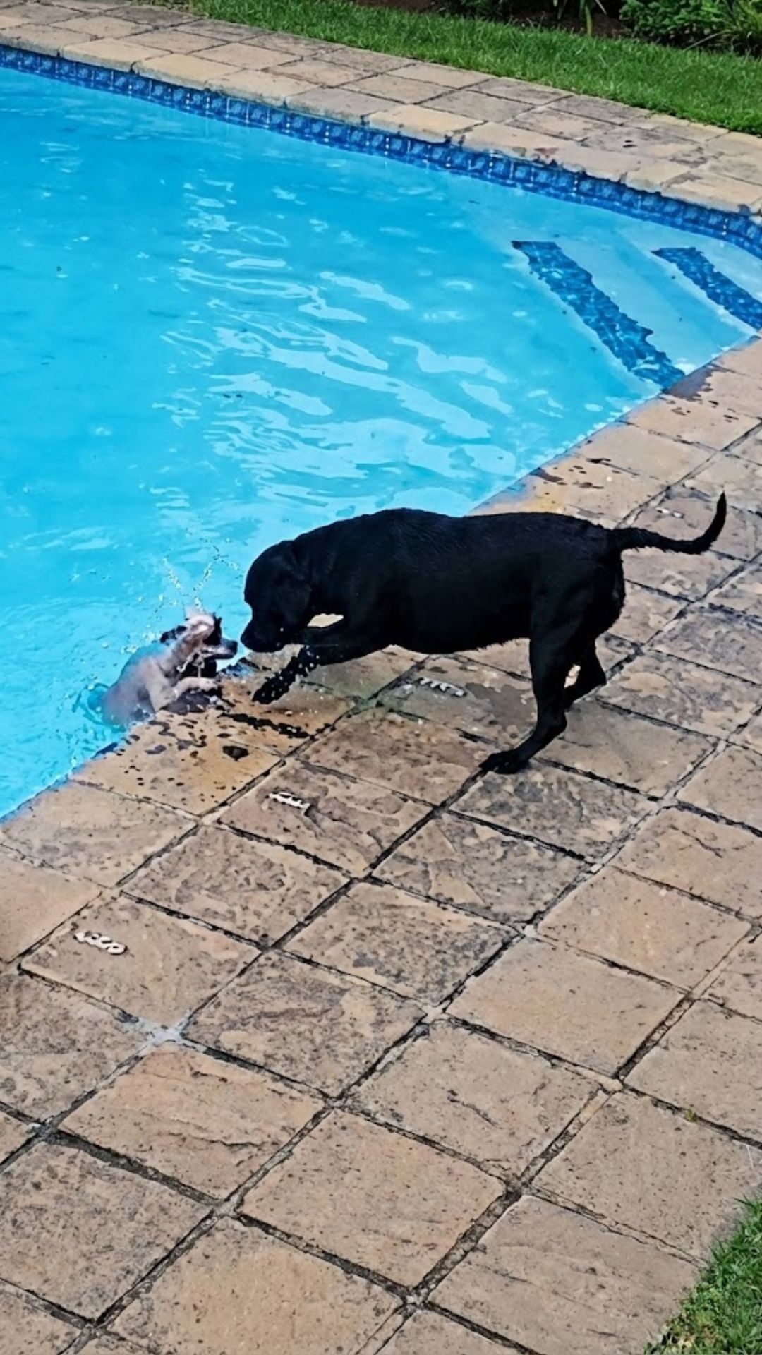 From Drowning to Safety: How a Dog Saved Her Friend in 34 Minutes