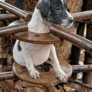 A Puppy Goes from Rainy Isolation to Warmth and Care