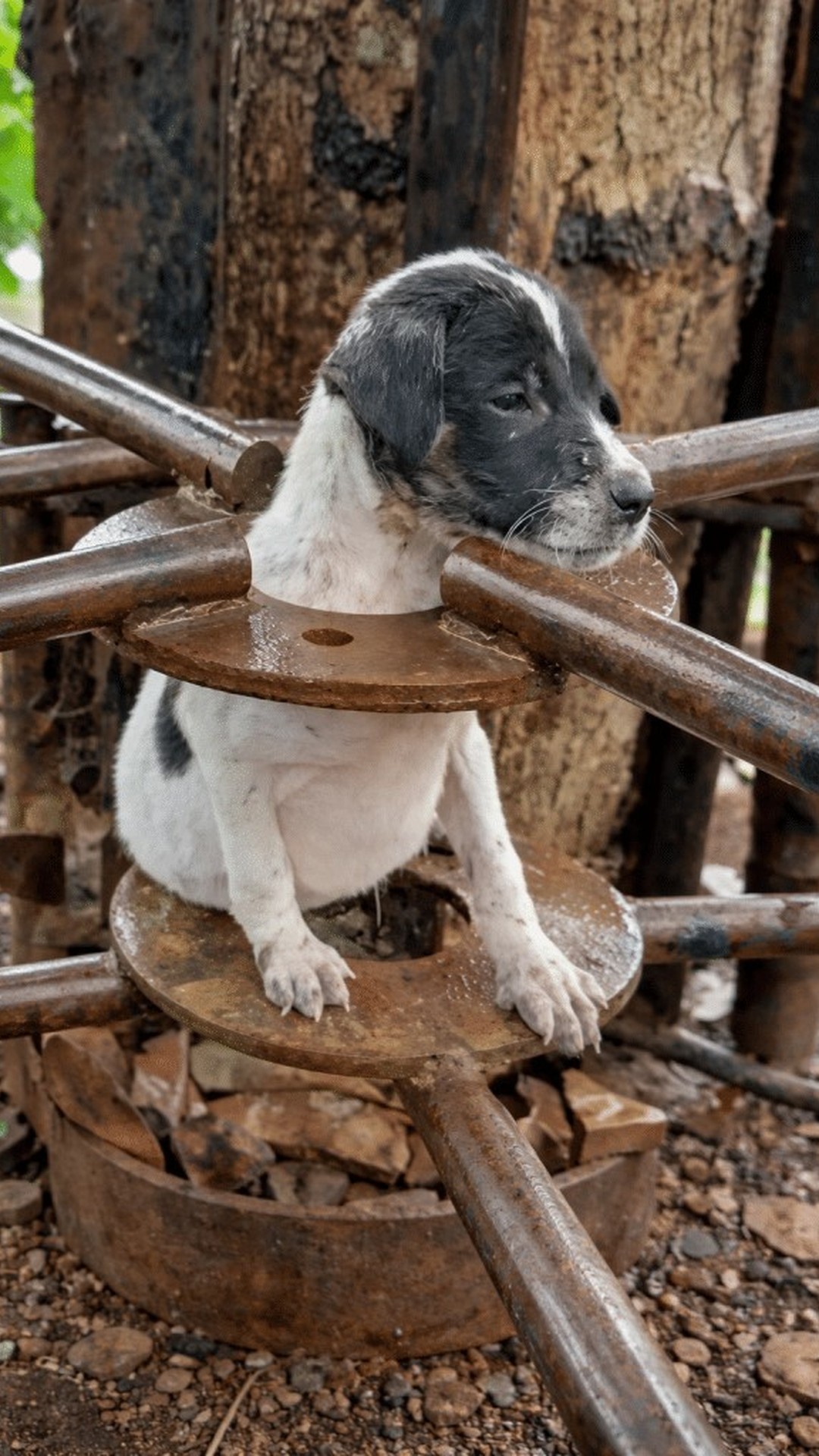 A Puppy Goes from Rainy Isolation to Warmth and Care