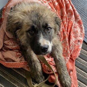 Puppy Found in Trash Bag Defies Odds with New Wheelchair