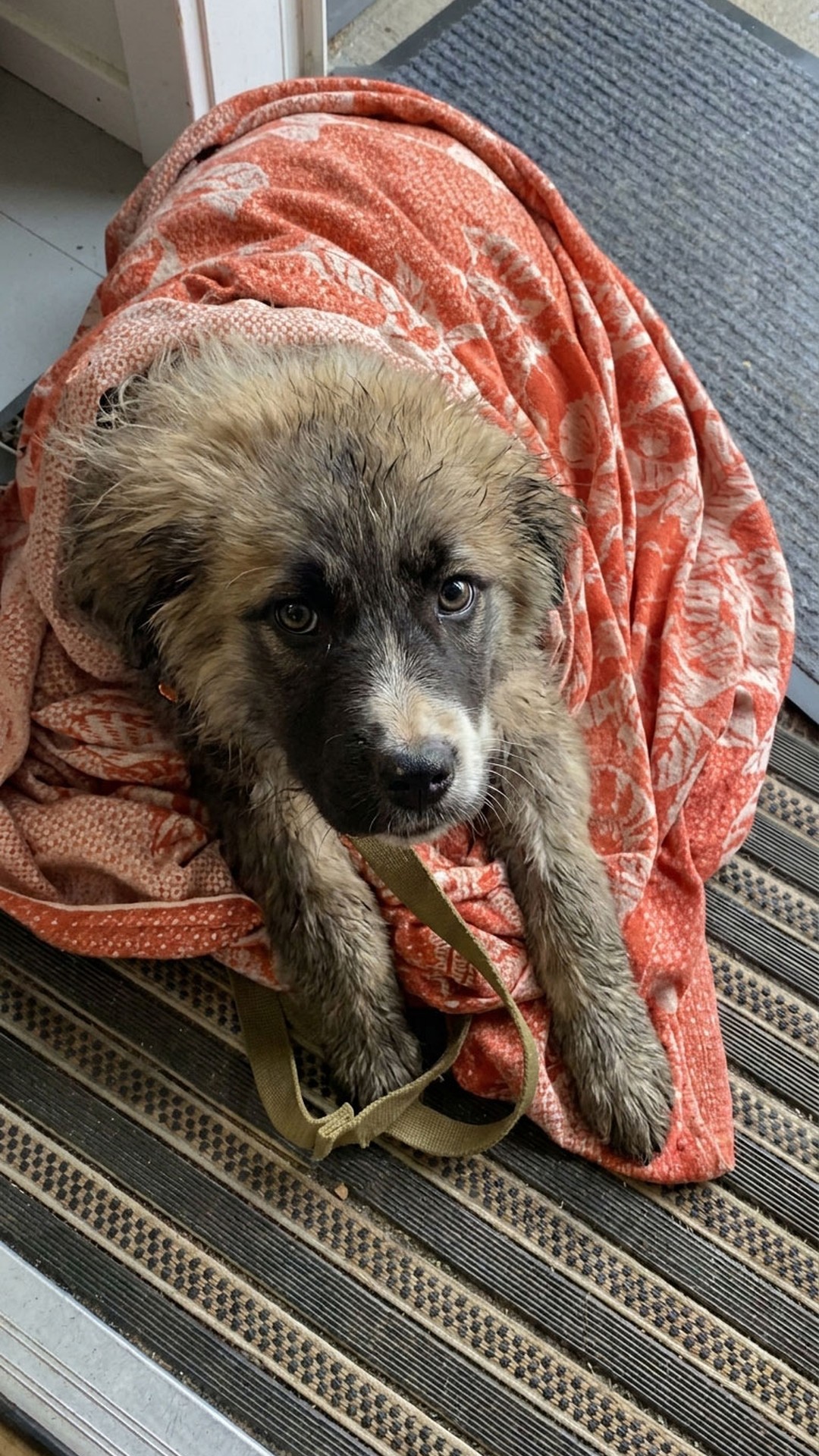 Puppy Found in Trash Bag Defies Odds with New Wheelchair
