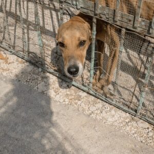 Churro and Nugget Rescued from Abandonment and Illness