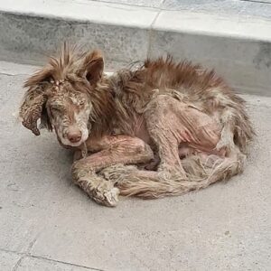 Duofu's Remarkable Recovery: From Emaciated Stray to Beloved Companion in Weeks