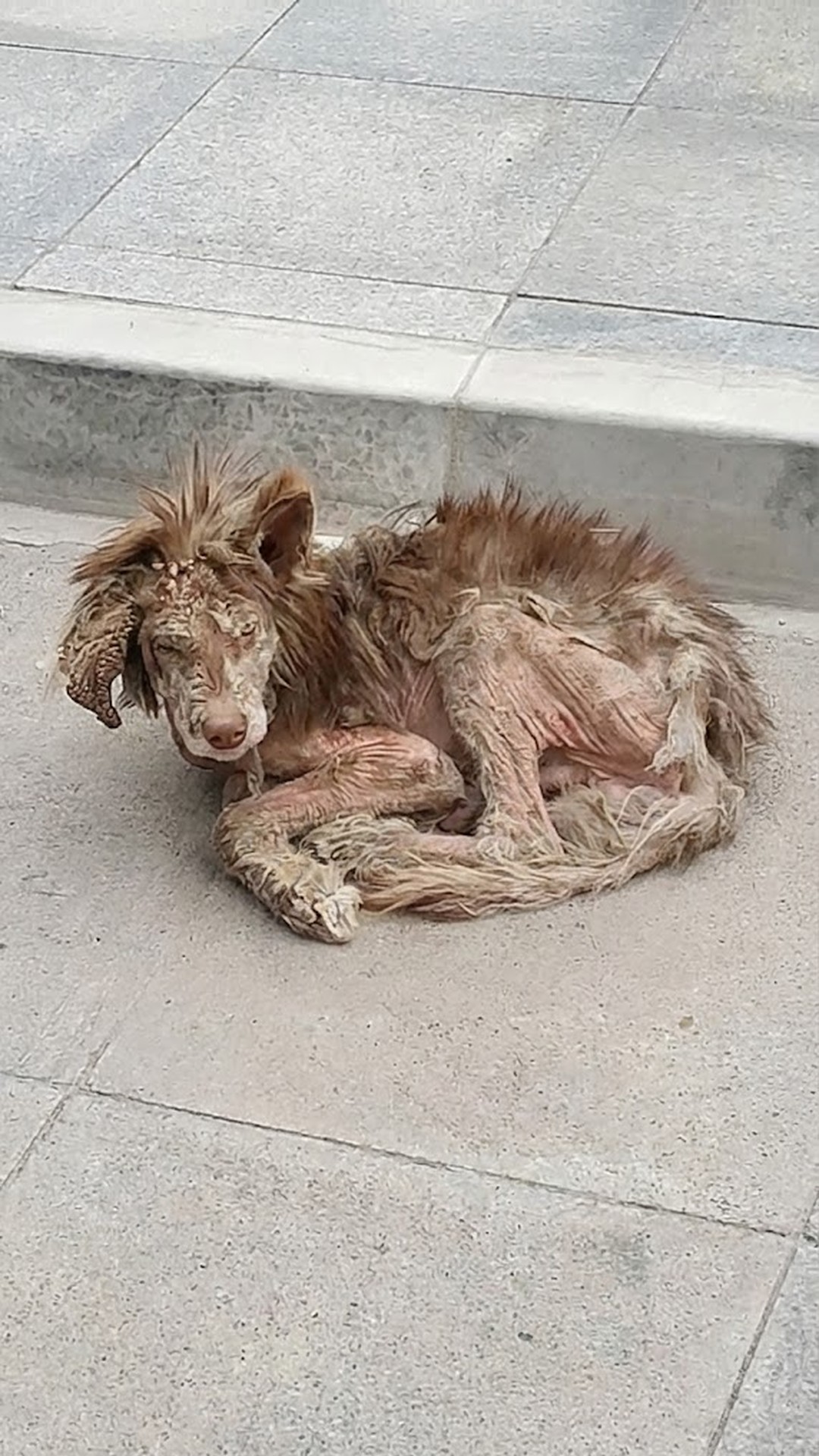 Duofu's Remarkable Recovery: From Emaciated Stray to Beloved Companion in Weeks