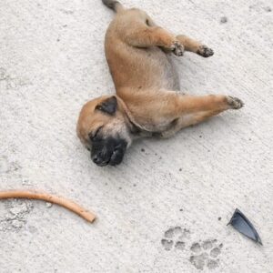 Two Months of Care Leads to a Small Dog's Remarkable Recovery