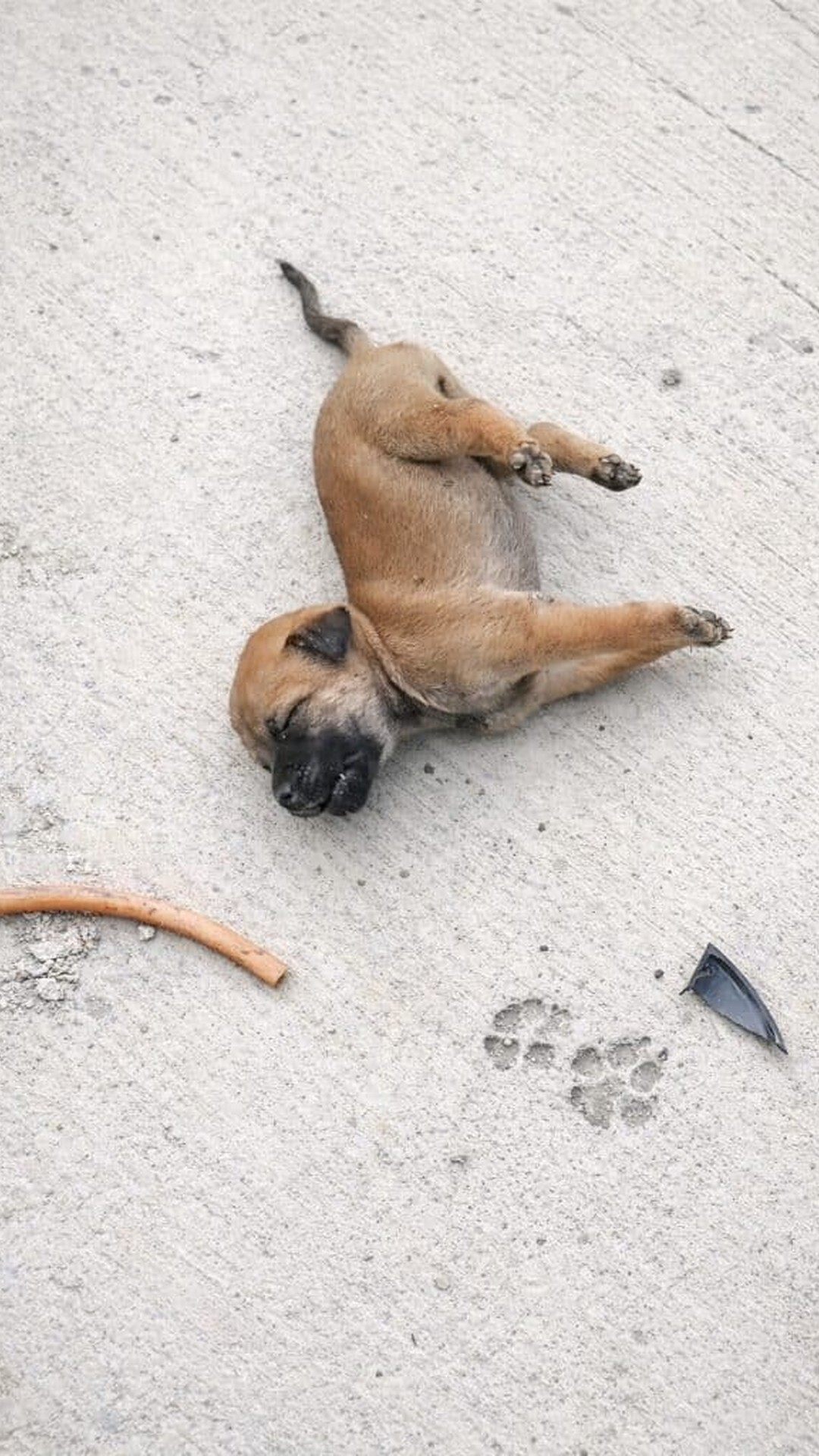Two Months of Care Leads to a Small Dog's Remarkable Recovery