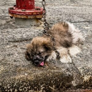 Rescued from Chained Isolation: A Dog's Fight for Life on a Busy Street