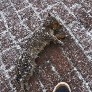 A Small Dog Found Freezing on Steps Sparks a Life-Changing Decision