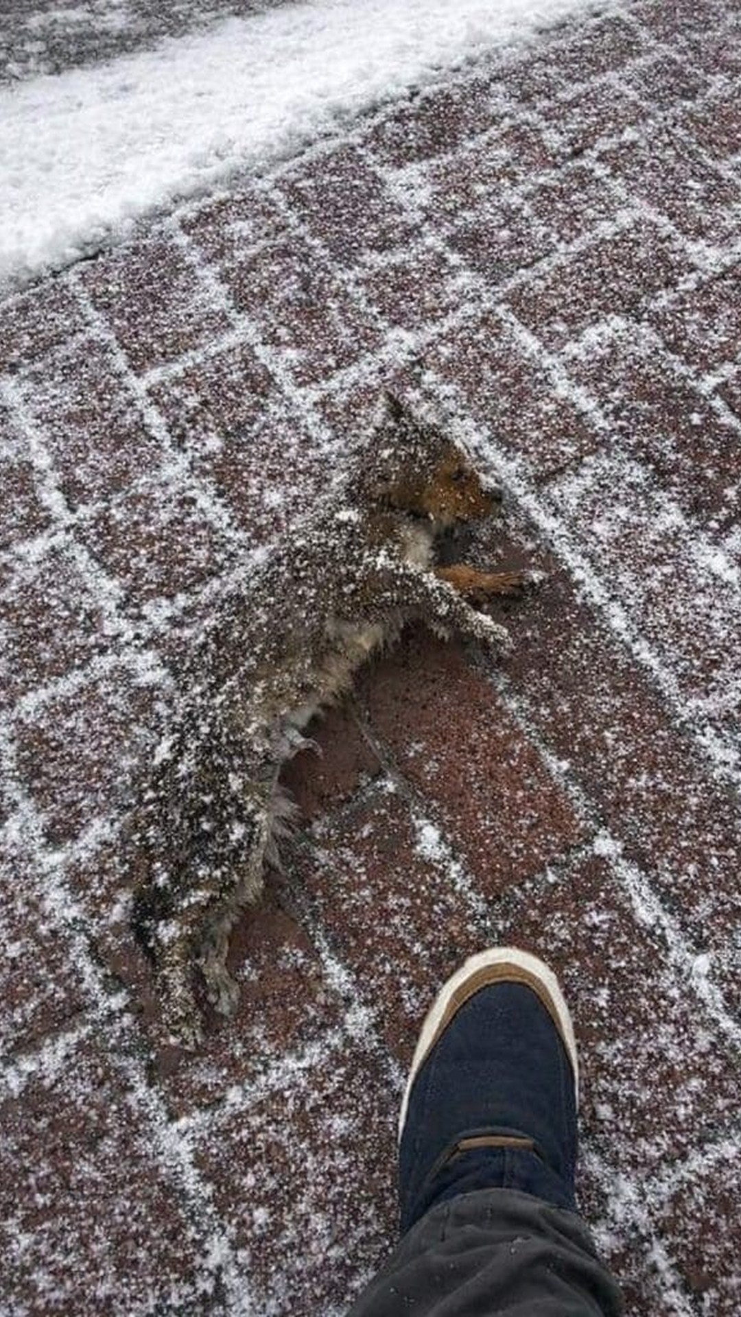A Small Dog Found Freezing on Steps Sparks a Life-Changing Decision