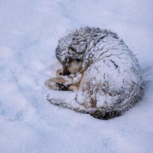 Frozen the Puppy Rises from the Snow to Embrace Life