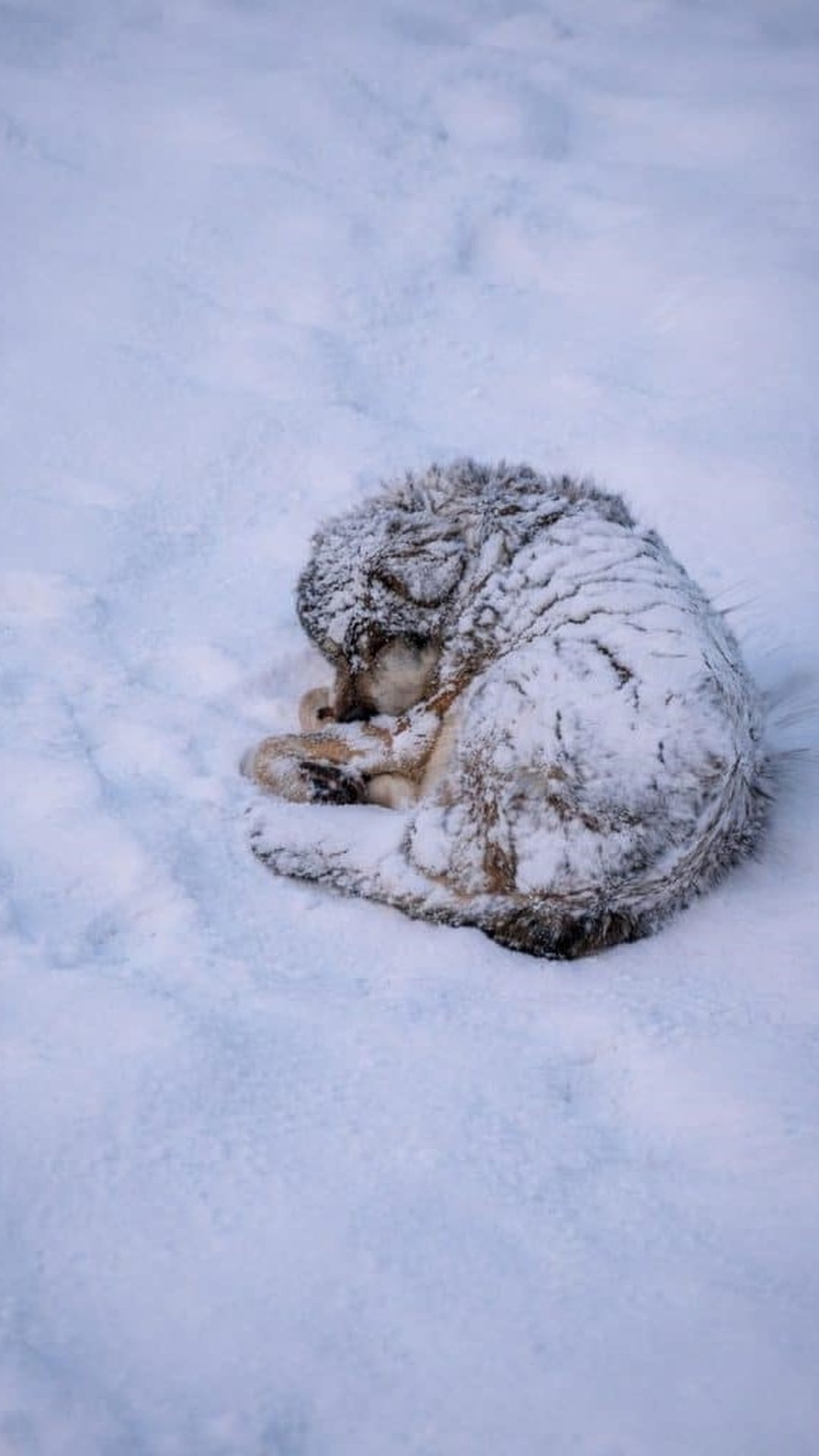 Frozen the Puppy Rises from the Snow to Embrace Life