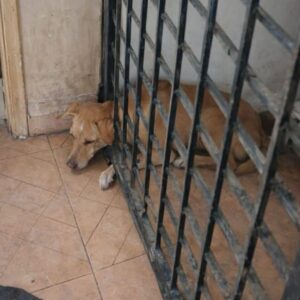 Rescuers Use Cooking Oil to Free Trapped Dog from Iron Bars