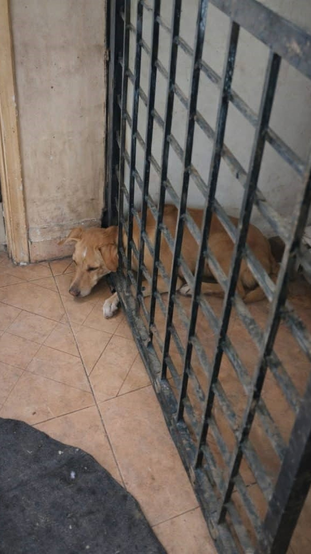 Rescuers Use Cooking Oil to Free Trapped Dog from Iron Bars