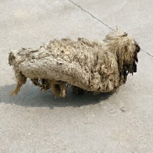 From Neglect to Recovery: A Dog's Transformation in 50 Days