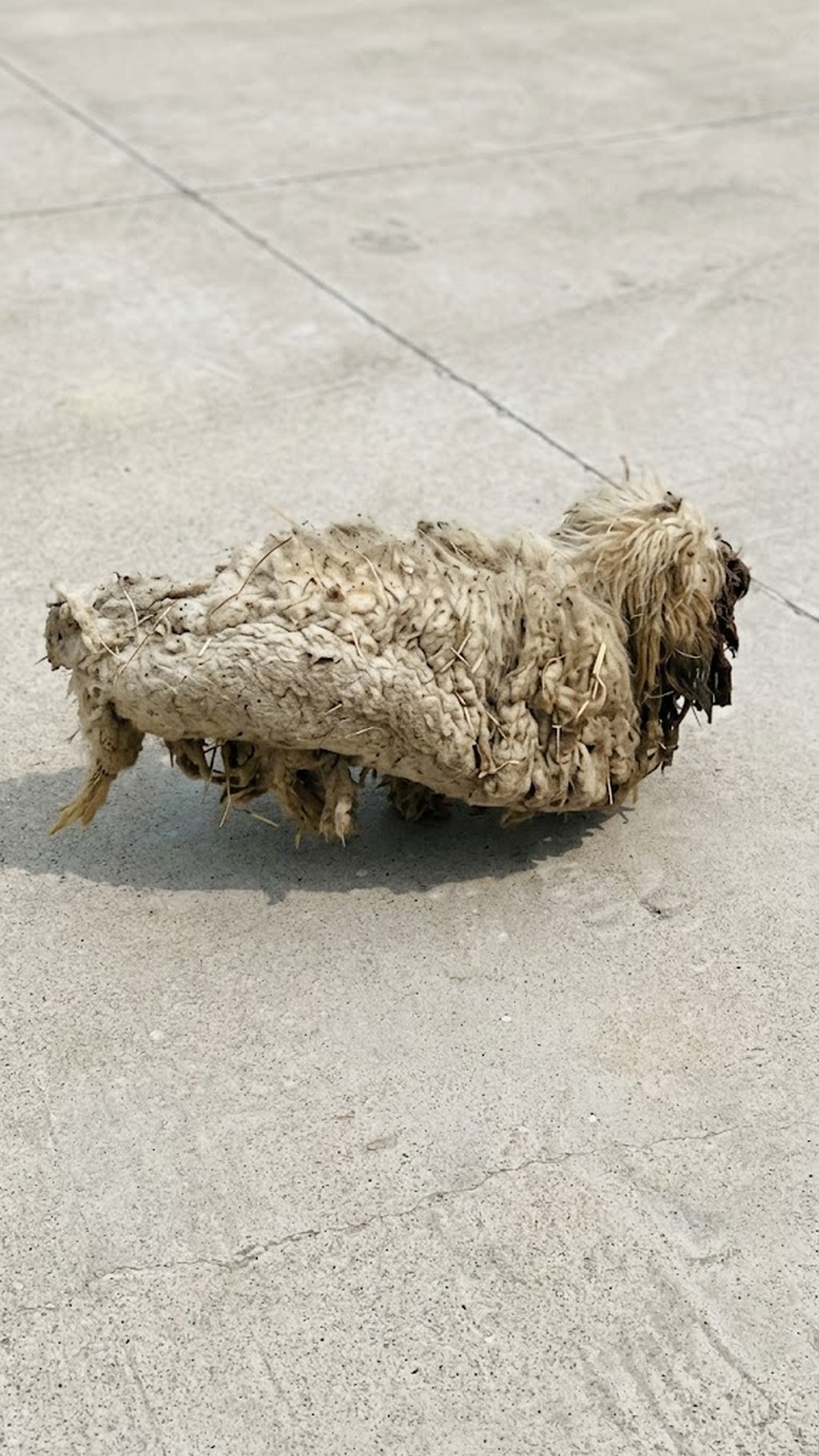From Neglect to Recovery: A Dog's Transformation in 50 Days