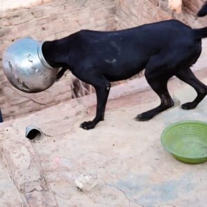 Curious Dog Escapes from a Metal Pot After Unexpected Fall