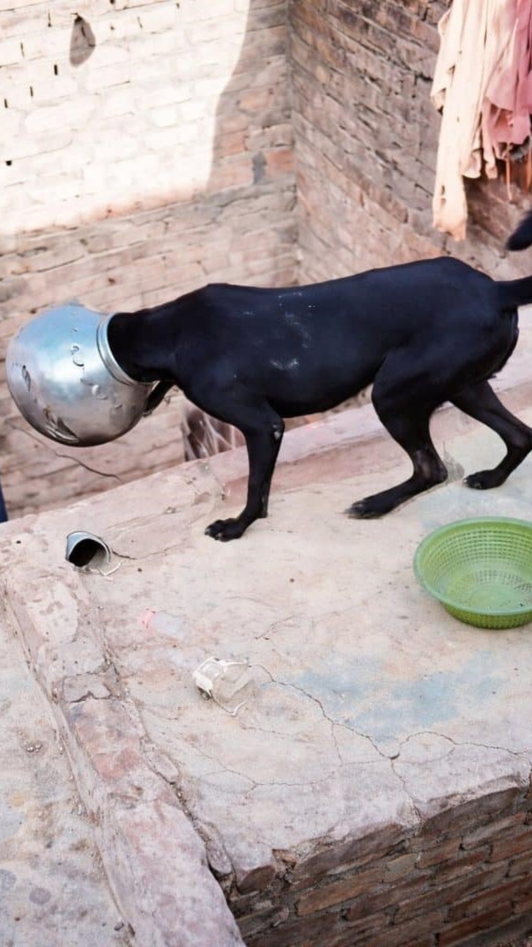 Curious Dog Escapes from a Metal Pot After Unexpected Fall
