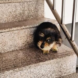 From Timid Stray on the Stairs to Joyful Family Companion