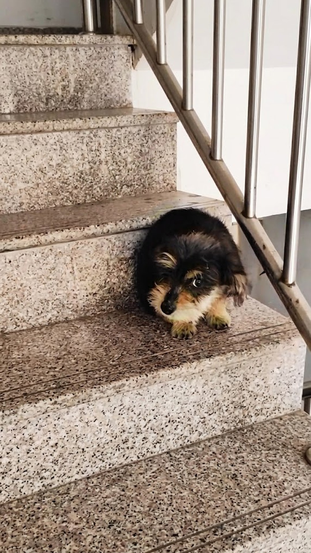 From Timid Stray on the Stairs to Joyful Family Companion