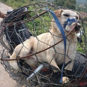 A Dog Rescued from a Cage on a Motorbike Minutes Before Slaughter