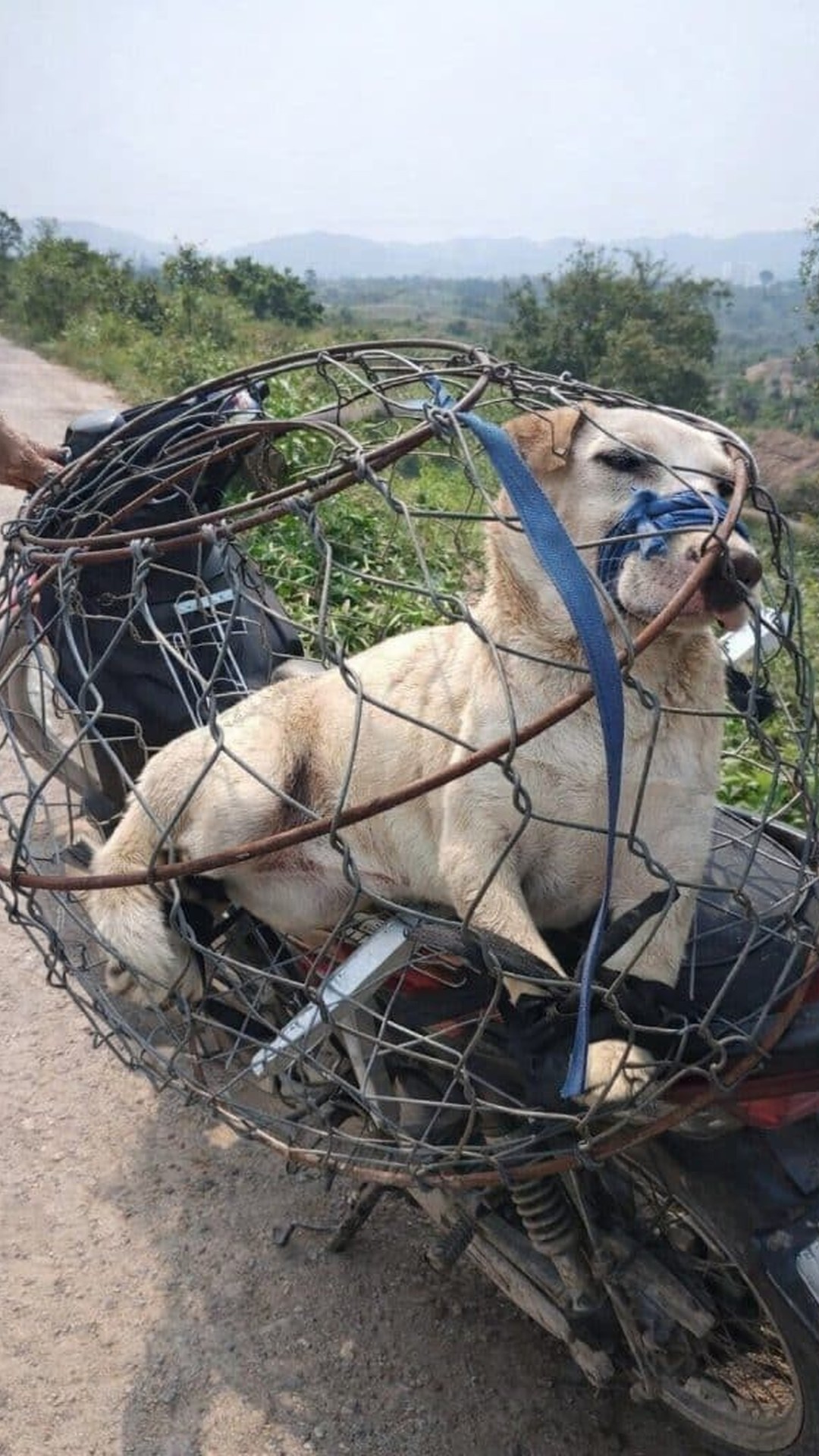 A Dog Rescued from a Cage on a Motorbike Minutes Before Slaughter