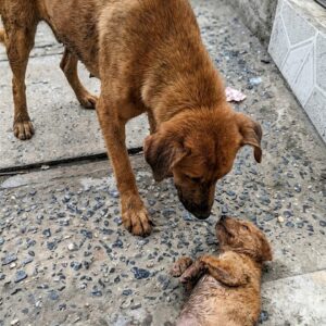 Rescue Team Reunites Stray Puppy with His Mother After Separation