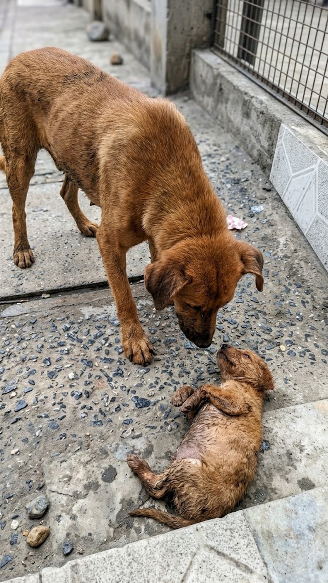 Rescue Team Reunites Stray Puppy with His Mother After Separation