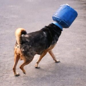 Man Frees Dog from Plastic Bottle After Minutes of Patient Rescue