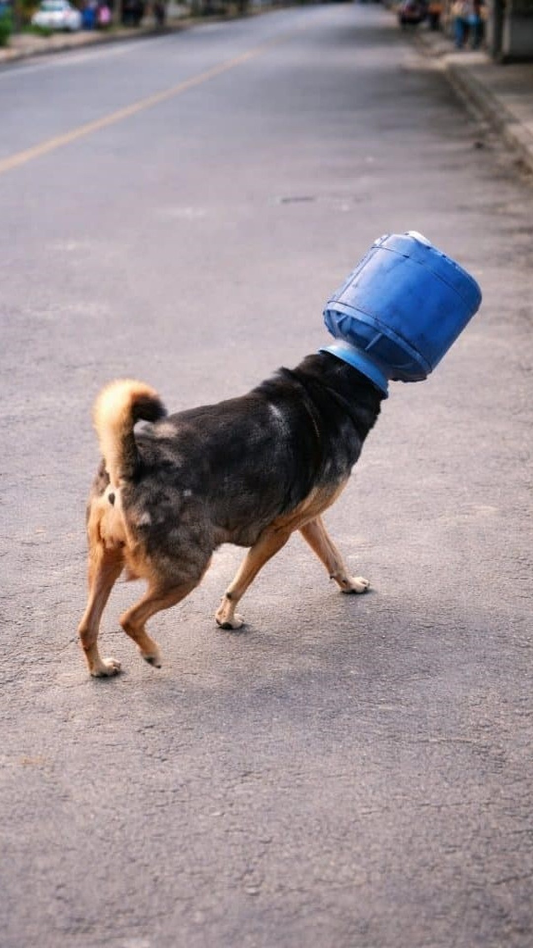 Man Frees Dog from Plastic Bottle After Minutes of Patient Rescue