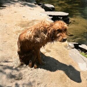 Rescued from the River: How Candy the Dog Found Hope
