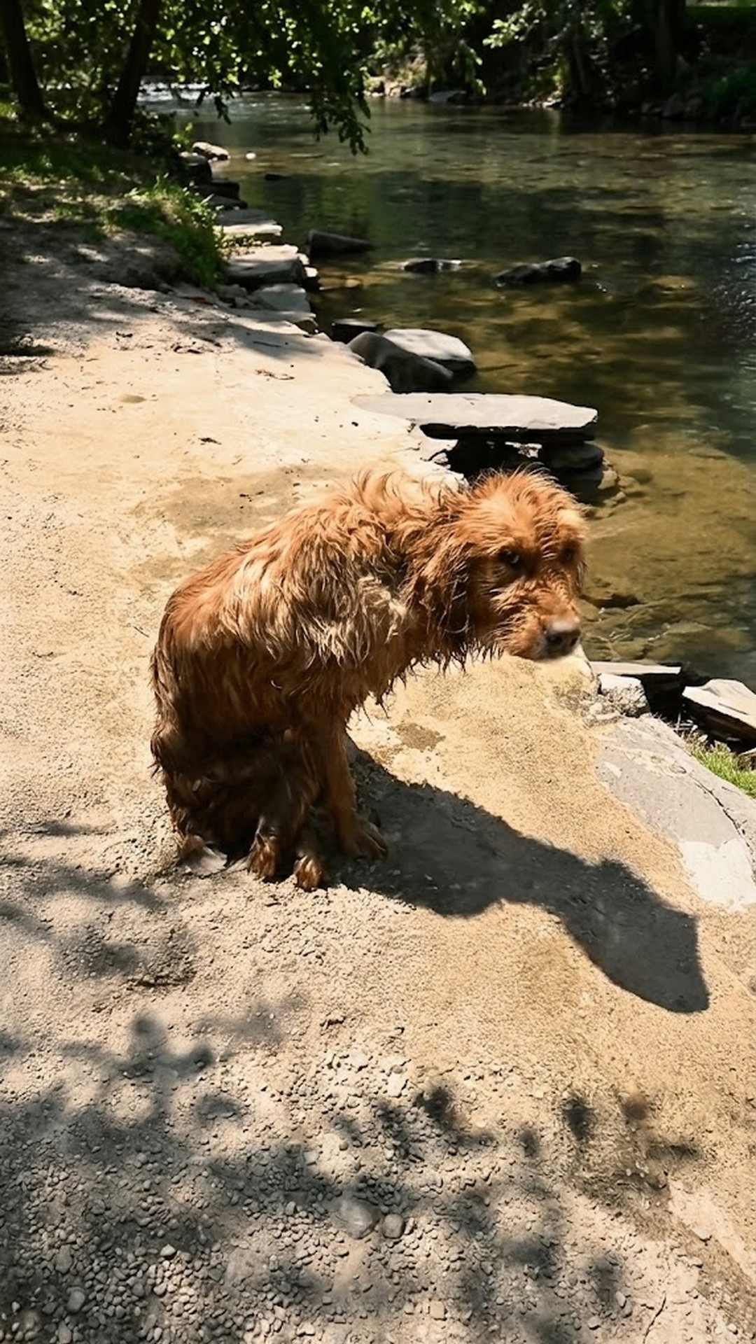 Rescued from the River: How Candy the Dog Found Hope
