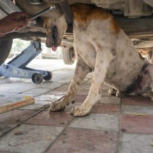 Dog Caught in Exhaust Pipe Sparks Two Urgent Rescues