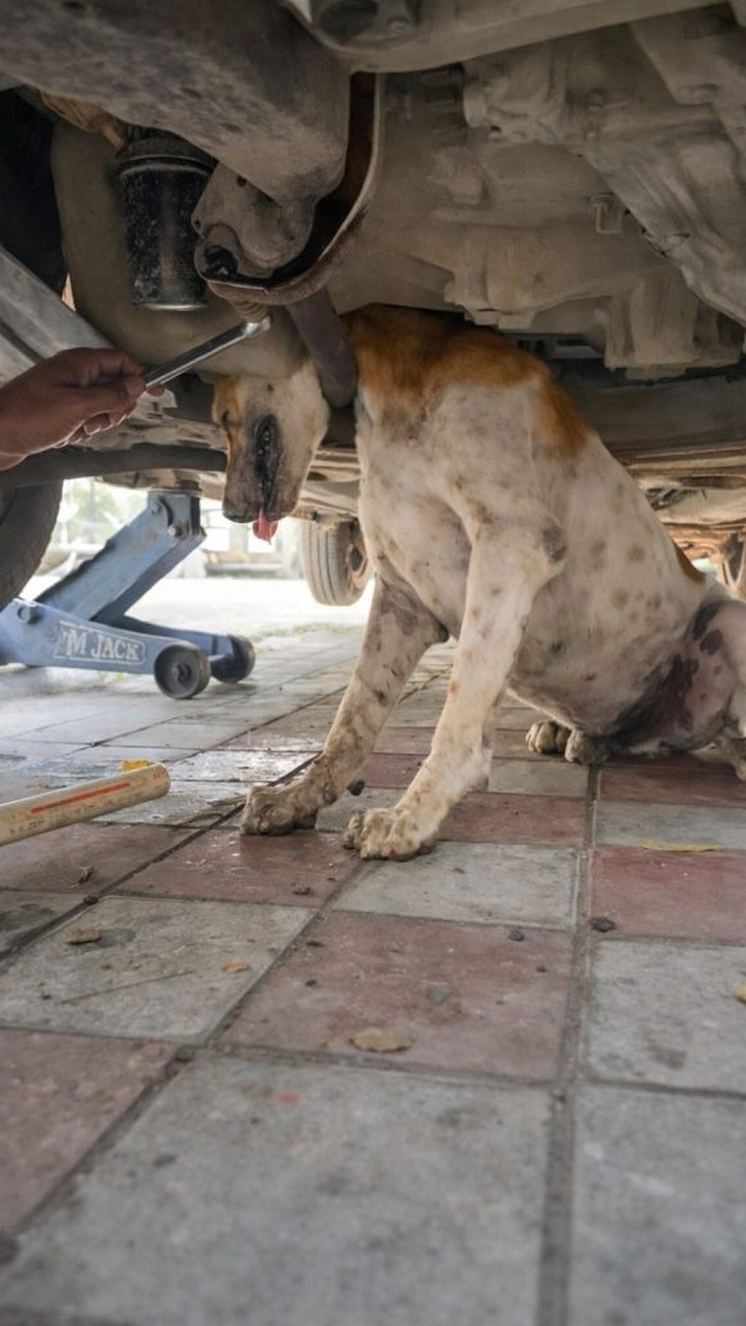 Dog Caught in Exhaust Pipe Sparks Two Urgent Rescues