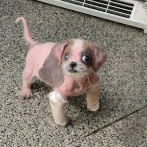 A Dumpster Rescue: Allie's Remarkable Recovery from Neglect