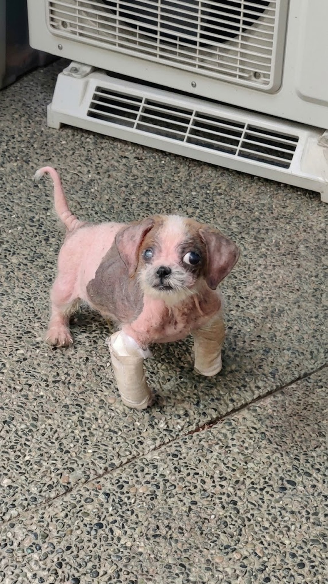 A Dumpster Rescue: Allie's Remarkable Recovery from Neglect