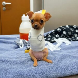 Daffodil the Chihuahua Discovers Freedom with Her Custom Wheelchair