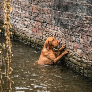 Human Chain Rescues Dog from Drowning in Canal