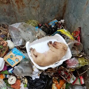 Puppy Overlooked on City Streets Achieves Remarkable Recovery