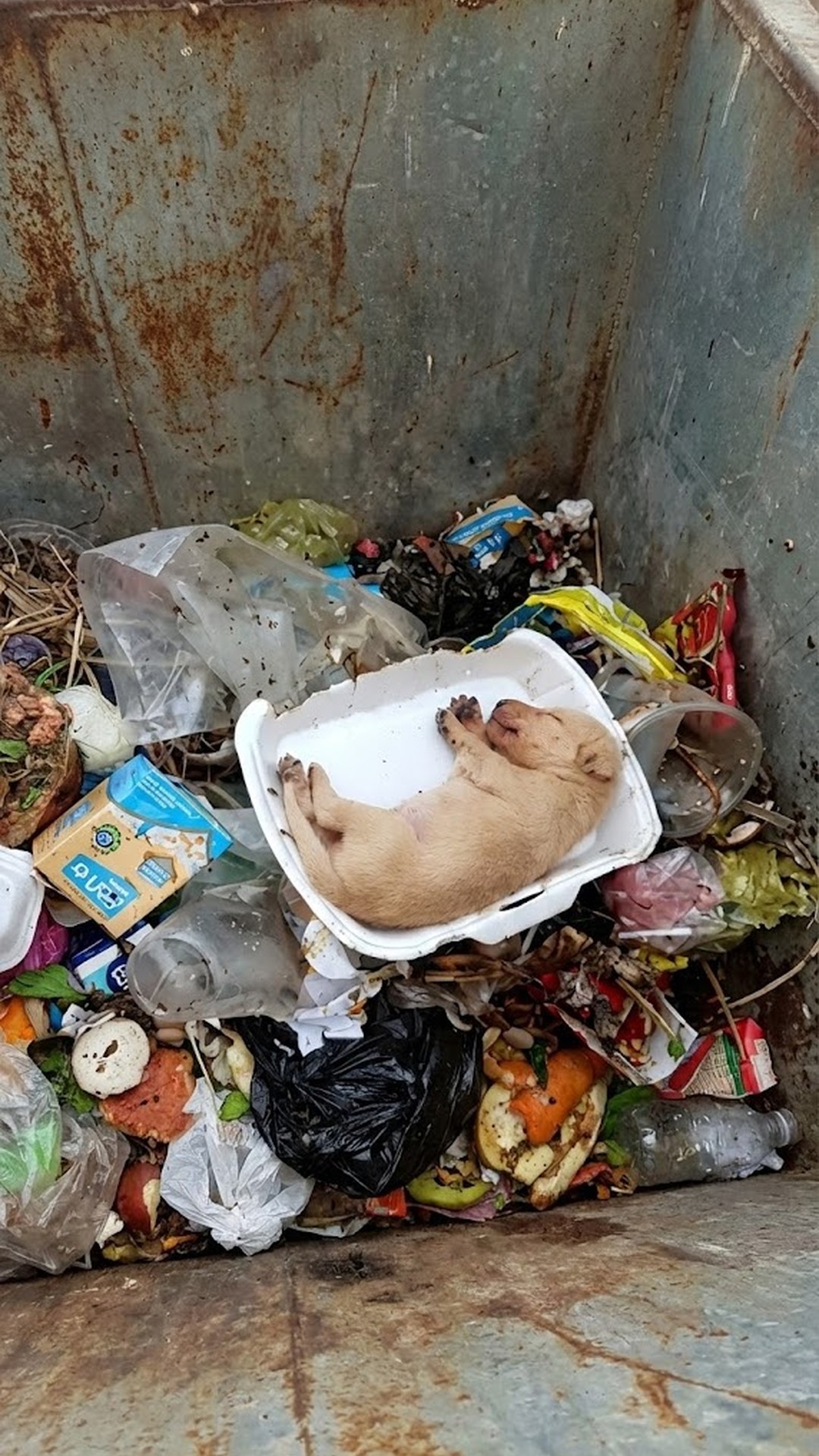Puppy Overlooked on City Streets Achieves Remarkable Recovery