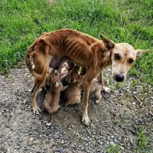 Hope's Struggle: A Teenage Dog's Fight for Her Six Puppies Over Weeks