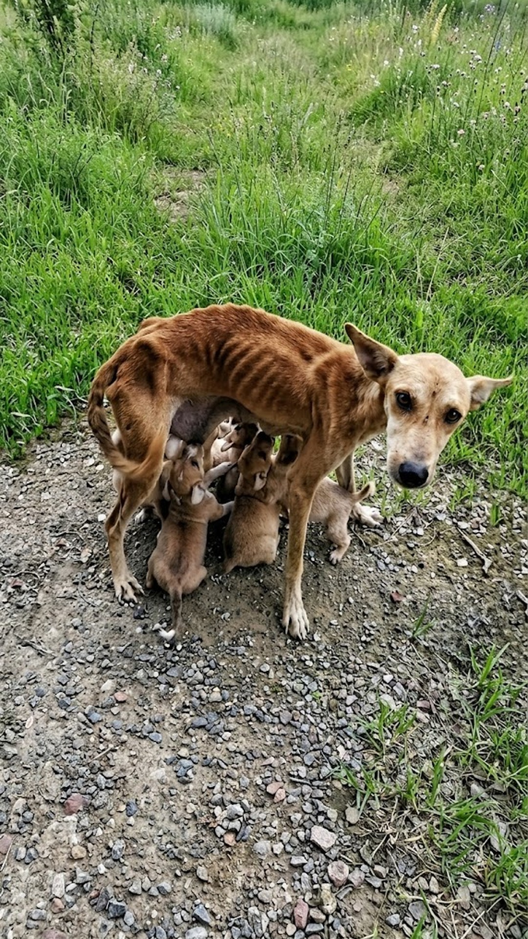Hope's Struggle: A Teenage Dog's Fight for Her Six Puppies Over Weeks