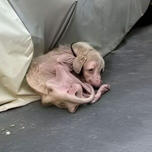 From Chains to Freedom: LuLu's Journey After a Decade of Neglect