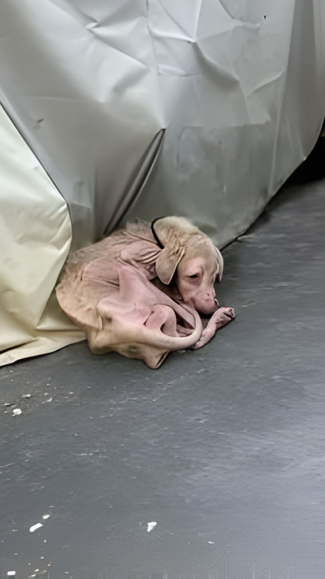 From Chains to Freedom: LuLu's Journey After a Decade of Neglect