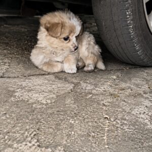A Tiny Abandoned Puppy Transforms from Cold Pavement to Family Companion