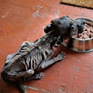 A Couple’s Choice to Stop Transforms a Puppy’s Fate